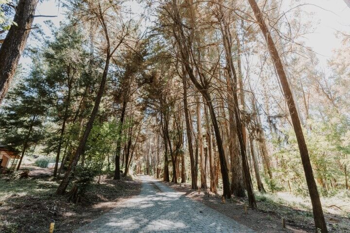 Trekking por bosques y jardines